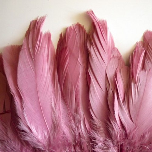 Σάπιο Μήλο Φτερά για Κατασκευές- 50pcs