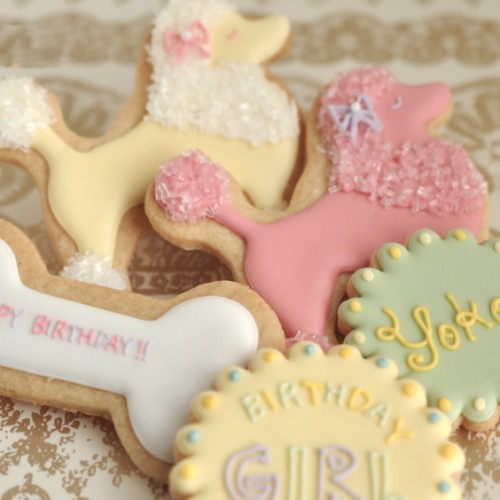 Κουπ πατ Σκυλί Κανίς